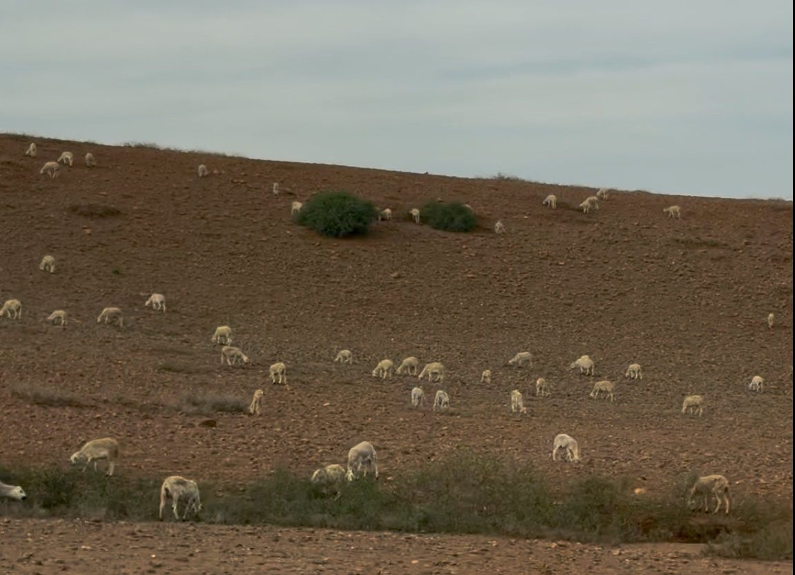 Producción de lana para alfombras sostenibles Marruecos